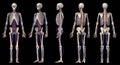 Human body anatomy. Skeleton with veins and arteries. Five angles views