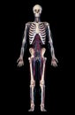 Human body anatomy. Skeleton with veins and arteries. Front view