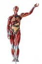 Human body anatomy on white background