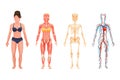 Anatomical structure of body of person, woman body. Royalty Free Stock Photo