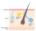 Diagram of sweat and sebaceous gland. Human skin layer illustration for medical and health care use