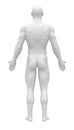 Blank Anatomy Figure - Back view