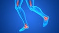 Human Body Bone Joint Pains (Foot joints and Bones) Anatomy