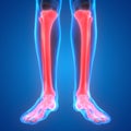 Human Body Bone Joint Pains (Foot joints and Bones)