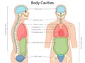 Human Body Cavities diagram medical science