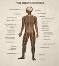 Human body central brain spinal cord and peripheral nervous system medical diagram retro realistic chart illustration