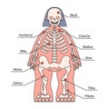 Human body structure infographic. Skeleton kids friendly, bone names Royalty Free Stock Photo