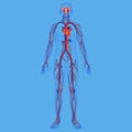 Human body and circulatory system diagram