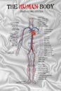 Human body circulatory system Royalty Free Stock Photo