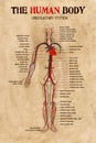 Human body circulatory system