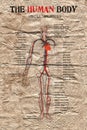 Human body circulatory system