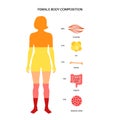 Human body composition Royalty Free Stock Photo