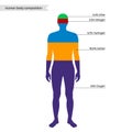 Human body composition Royalty Free Stock Photo