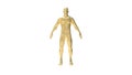 Human body 3d rendering of a golden human body in white background Royalty Free Stock Photo