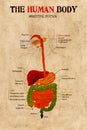 Human body digestive system