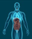 Human body with digestive system internal organs 3d render