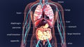 3d illustration human body organs .human body system.