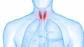 Human Body Glands Lobes of Thyroid Gland Anatomy Animation Concept