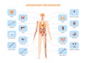 Human body infographic. Anatomy medical scheme with internal organs, kidney stomach lungs. Vector educational biology