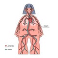 Human body infographic. Circulatory system, heart and blood vessels Royalty Free Stock Photo
