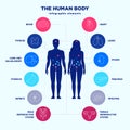 Human body infographic elements, male and female silhouettes and internal organs line icon set, vector flat design