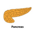 human body internal organ pancreas. Medical illustration of the internal organs. vector . on whit backround