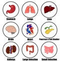 Human Body Internal Organs Color Vector Icon Set - digestive, respiratory, and circulatory systems. Royalty Free Stock Photo