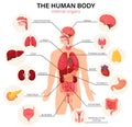 Human body internal organs diagram flat infographic poster with icons image names location and definitions vector illustration. Royalty Free Stock Photo