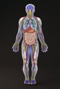 The human body, internal organs section, digestive system Royalty Free Stock Photo