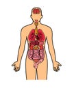 Human body and internal organs vector