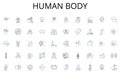 Human body line icons collection. Nerking, Resume, Interview, LinkedIn, Cover letter, Referral, Application vector and