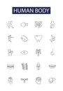 Human body line vector icons and signs. Skeleton, Muscles, Ligaments, Tendons, Organs, Blood, Bones, Hands outline