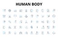 Human body linear icons set. Anatomy, Physiology, Organs, Muscles, Nerves, Bs, Skin vector symbols and line concept