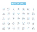 Human body linear icons set. Anatomy, Physiology, Organs, Muscles, Nerves, Bs, Skin line vector and concept signs. Blood