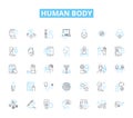 Human body linear icons set. Anatomy, Physiology, Organs, Muscles, Nerves, Bs, Skin line vector and concept signs. Blood