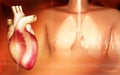 Human body and lungs with heart Royalty Free Stock Photo