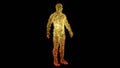 Human body made of glowing yellow points, dots. 3d render illustration Royalty Free Stock Photo