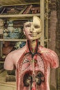 Human Body Model at Antique Shop