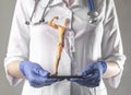 Human body model, childish toy for education, in doctor hands. Body circulatory and muscular systems. Anatomy of artery Royalty Free Stock Photo