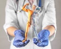 Human body model, childish toy for education, in doctor hands. Body circulatory and muscular systems. Anatomy of artery Royalty Free Stock Photo