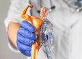 Human body model, childish toy for education in doctor hands in gloves. Body circulatory and muscular systems. Anatomy