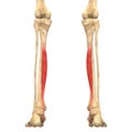 Human Body Muscles Anatomy (Flexor Digitorum Longus) Royalty Free Stock Photo