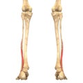 Human Body Muscles Anatomy (Peroneus Brevis) Royalty Free Stock Photo