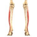 Human Body Muscles Anatomy (Peroneus Longus) Royalty Free Stock Photo