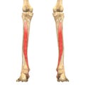 Human Body Muscles Anatomy (Tibialis Posterior)