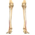 Human Body Muscles Anatomy (Vastus Lateralis)