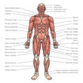 human body muscles diagram medical science