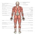 human body muscles diagram medical science