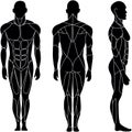 Human body, muscular system, human anatomy, front view, back view, side view. Outline white Royalty Free Stock Photo