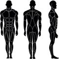 Human body, muscular system, human anatomy, front view, back view, side view. Royalty Free Stock Photo